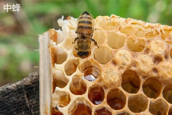 中蜂和意蜂哪个打架厉害,意蜂打架比中蜂厉害