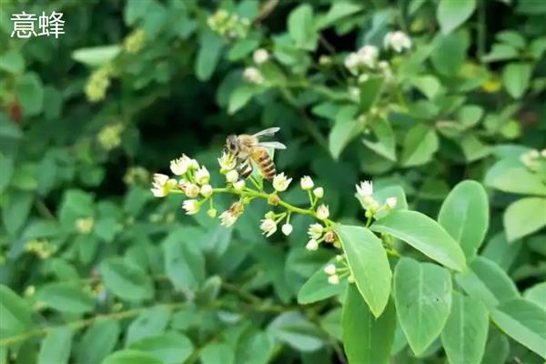 中蜂和意蜂哪个打架厉害,意蜂打架比中蜂厉害