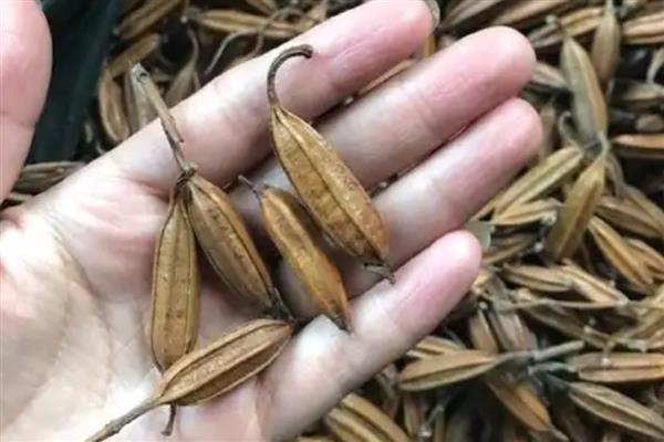 白芨的种植技术，在3月份到5月份之间进行