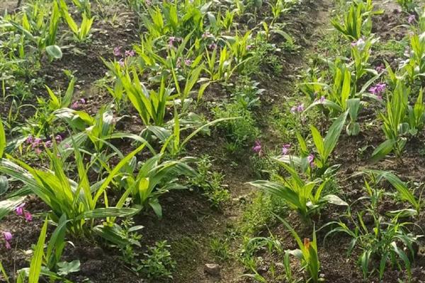 白芨的种植技术，在3月份到5月份之间进行