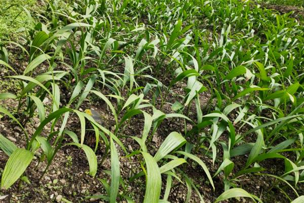 白芨的种植技术，在3月份到5月份之间进行