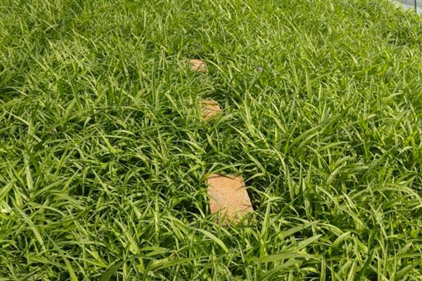 白芨的种植技术，在3月份到5月份之间进行