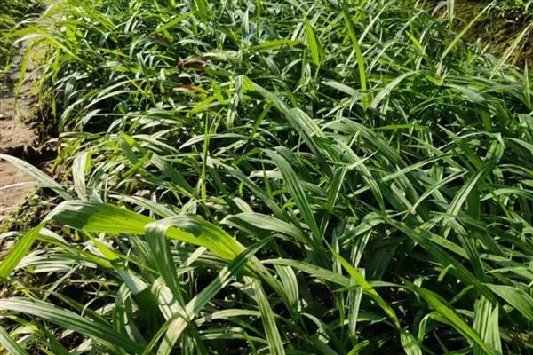 白芨的种植技术，在3月份到5月份之间进行