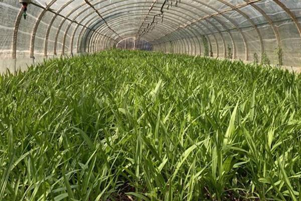 白芨的种植技术，在3月份到5月份之间进行