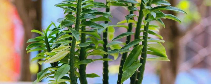 霸王鞭会开花吗,霸王鞭可以开花