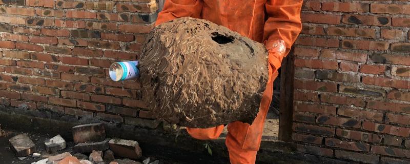 杀马蜂用哪种杀虫剂,可以选择高效氯氰菊酯、胺菊酯等