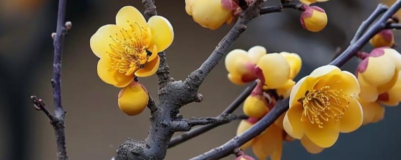 腊梅花何时开放，花期多为11月份至翌年3月份