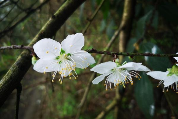 白色的桃花的象征，寓意爱情的俘虏、表白等