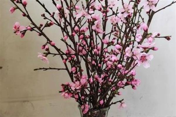 白色的桃花的象征，寓意爱情的俘虏、表白等