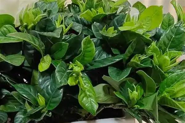 十月份能移栽栀子花吗，栀子花十月份能移栽