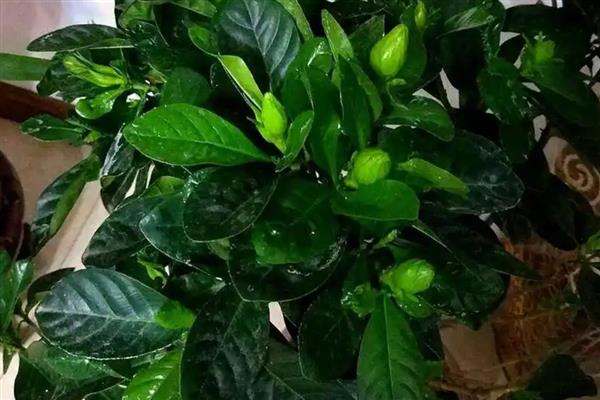 十月份能移栽栀子花吗，栀子花十月份能移栽