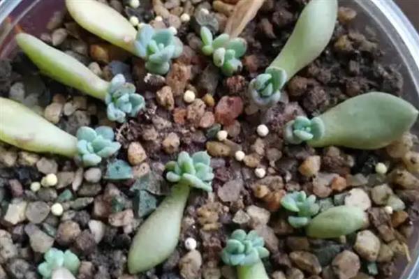 多肉的繁殖方法,可扦插、分株或播种繁殖