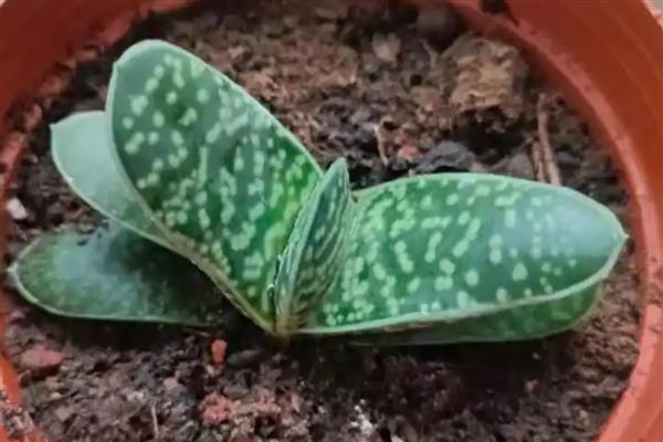 多肉的繁殖方法,可扦插、分株或播种繁殖