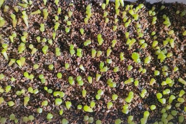 多肉的繁殖方法,可扦插、分株或播种繁殖