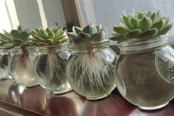 多肉的繁殖方法,可扦插、分株或播种繁殖