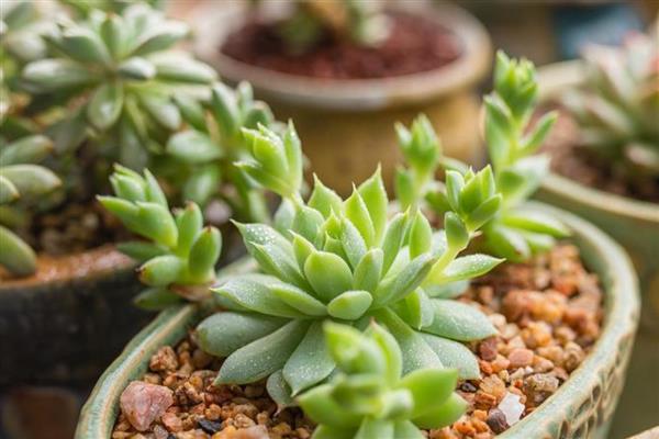 多肉的繁殖方法,可扦插、分株或播种繁殖