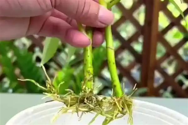 楼房室内适合养什么花，推荐君子兰、吊兰等