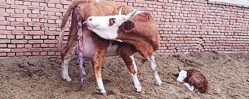 牛的胎衣几天没掉会烂，2天后就会开始腐烂分解