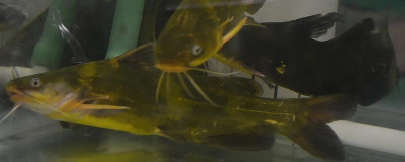 黄骨鱼是鲶鱼的一种吗，黄骨鱼并不是鲶鱼的一种