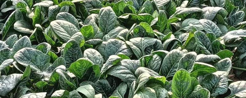 菠菜可以割几茬,一年可以采收两次