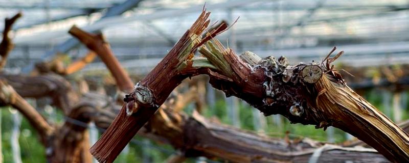 葡萄树主干为什么开裂,可能是感染了病害所致