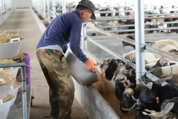 羊能吃玉米粒吗,羊可以吃玉米粒