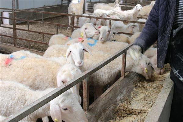 羊能吃玉米粒吗,羊可以吃玉米粒