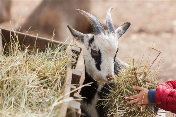 羊能吃玉米粒吗,羊可以吃玉米粒