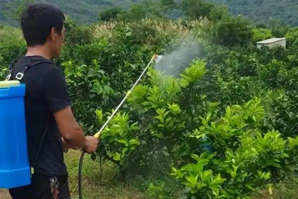 铁肥是什么肥，可分为无机铁肥、有机铁肥和螯合铁肥