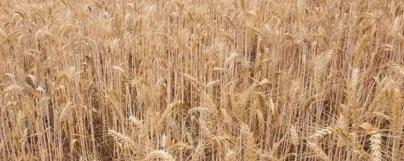 小麦赤霉是真菌还是细菌，是真菌型病害