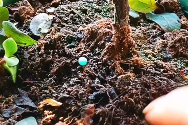 杜鹃茶花如何养殖，要控制好浇水量