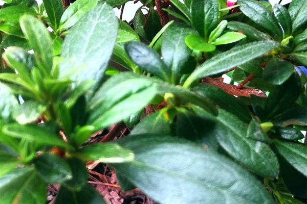 杜鹃茶花如何养殖，要控制好浇水量