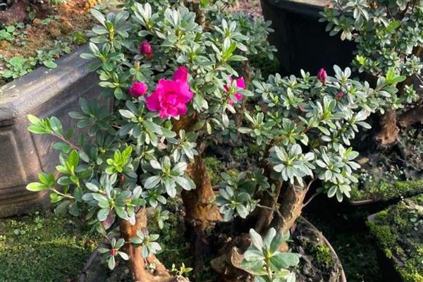 杜鹃茶花如何养殖，要控制好浇水量