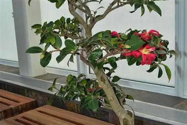 杜鹃茶花如何养殖，要控制好浇水量