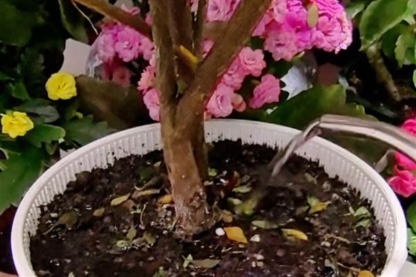 杜鹃茶花如何养殖，要控制好浇水量