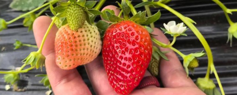 草莓怎样种植，要对其进行催芽处理