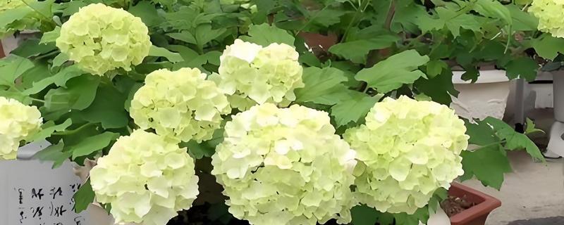 欧洲木绣球的养殖方法,适宜生长在荫蔽的环境中