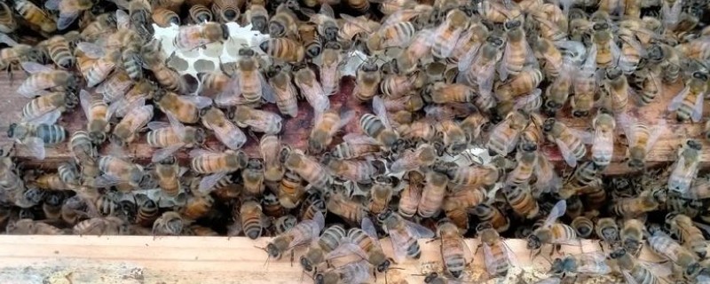 意蜂和中蜂哪个更好养，意蜂往往要比中蜂好养