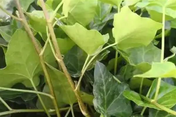 夏天怎么养常春藤，喜欢半阴的环境