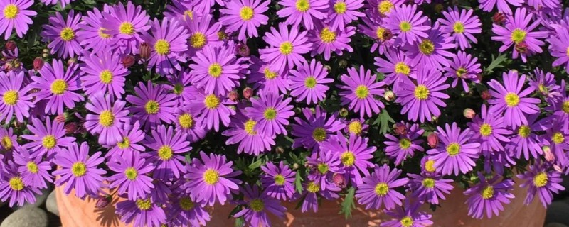 姬小菊能不能过冬，能过冬但不能长期放在低温环境下