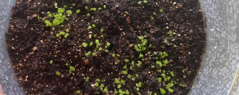 多肉植物的种子种植方法,盆土使用粗砂、泥炭、腐叶土配制