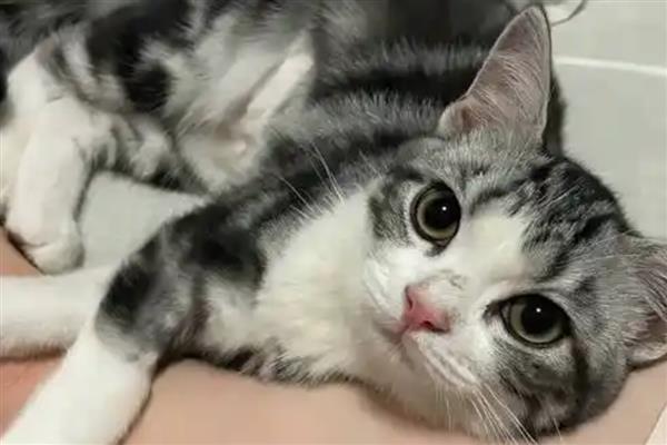 猫咪狗狗被蛰伤如何处理，先将蜂刺拔出