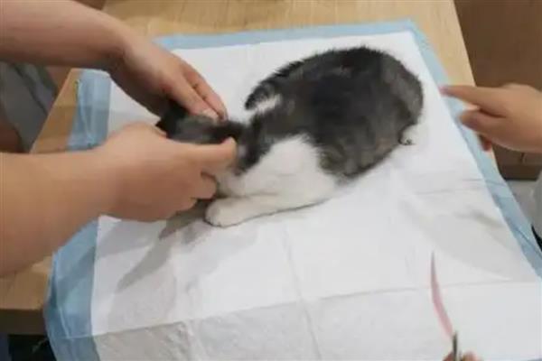猫咪狗狗被蛰伤如何处理，先将蜂刺拔出