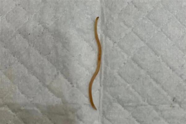 猫咪狗狗被蛰伤如何处理，先将蜂刺拔出
