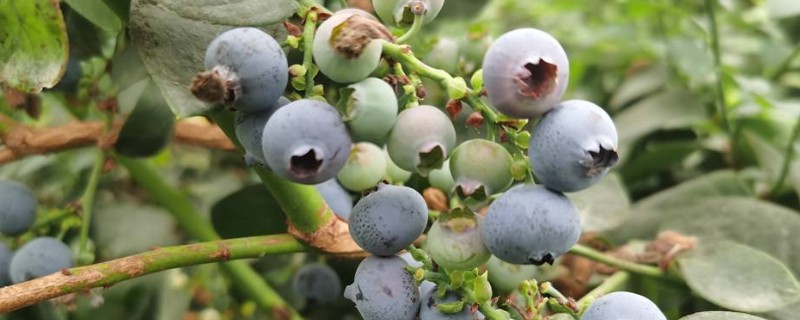 蓝莓施什么肥料合适，生长阶段不同施肥方式也不同
