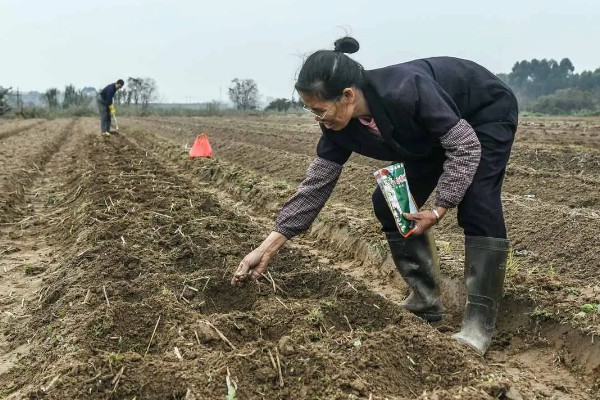 春季芹菜的栽培方法，可在3月份进行播种