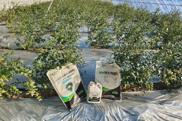 蓝莓施什么肥料合适，生长阶段不同施肥方式也不同