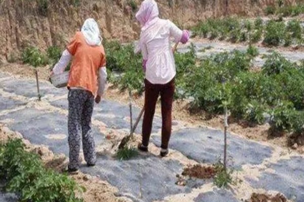 蓝莓施什么肥料合适，生长阶段不同施肥方式也不同