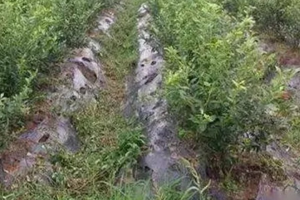 蓝莓施什么肥料合适，生长阶段不同施肥方式也不同