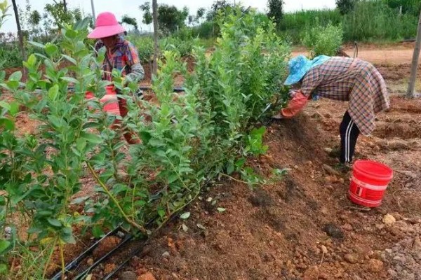 蓝莓施什么肥料合适，生长阶段不同施肥方式也不同